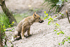 junger Europischer Wolf