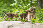 junger Europischer Wolf