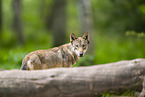 Europischer Wolf