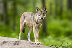 Europischer Wolf
