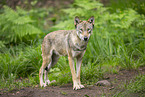 Europischer Wolf