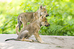 junger Europischer Wolf