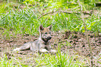 junger Europischer Wolf