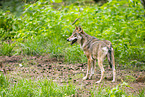 Europischer Wolf