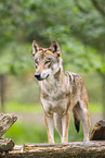 Europischer Wolf
