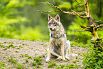 Eurasischer Wolf