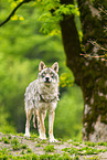 Eurasischer Wolf