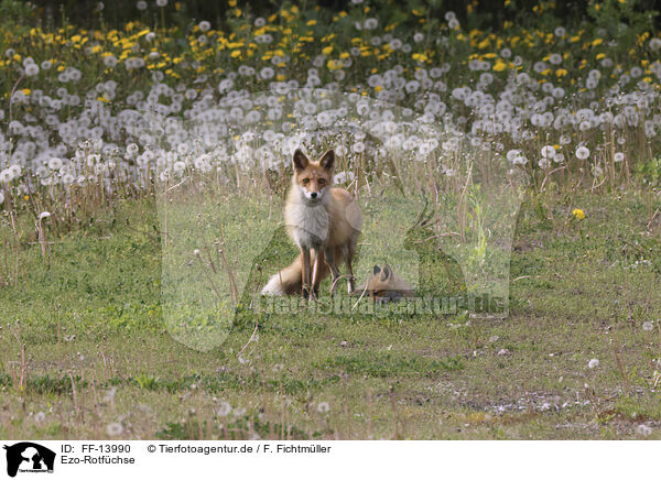Ezo-Rotfchse / Ezo red foxes / FF-13990