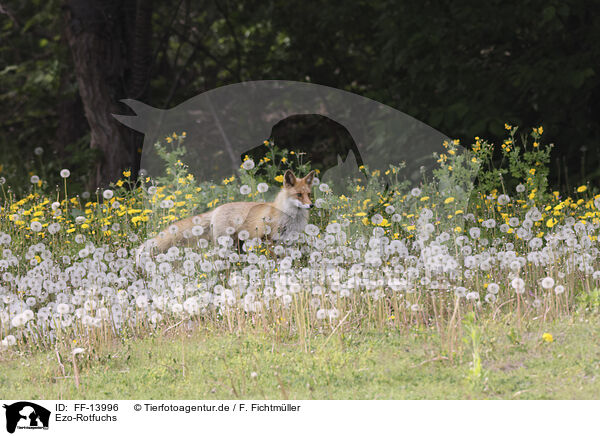 Ezo-Rotfuchs / Ezo red fox / FF-13996