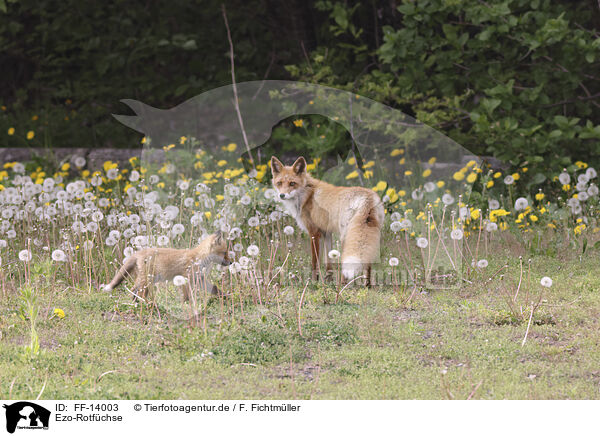 Ezo-Rotfchse / Ezo red foxes / FF-14003