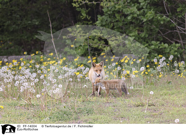 Ezo-Rotfchse / Ezo red foxes / FF-14004