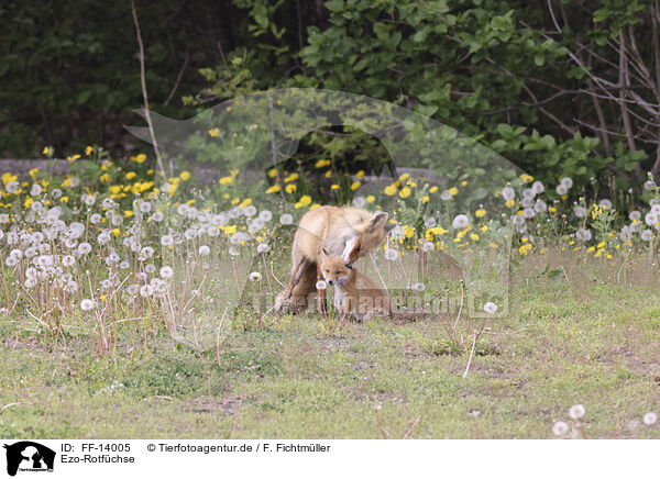 Ezo-Rotfchse / Ezo red foxes / FF-14005