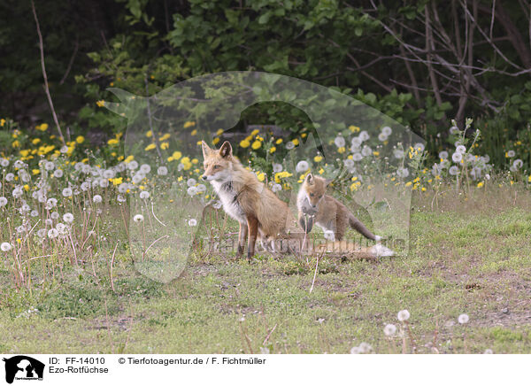 Ezo-Rotfchse / Ezo red foxes / FF-14010