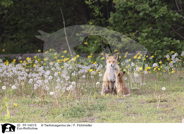 Ezo-Rotfchse / Ezo red foxes / FF-14015