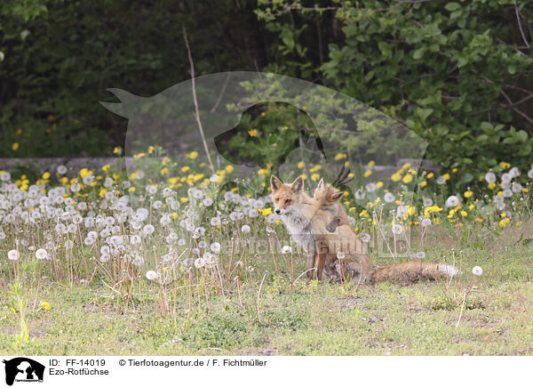 Ezo-Rotfchse / Ezo red foxes / FF-14019