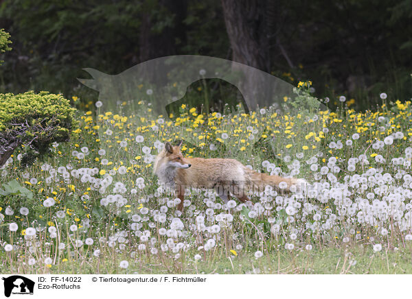 Ezo-Rotfuchs / FF-14022