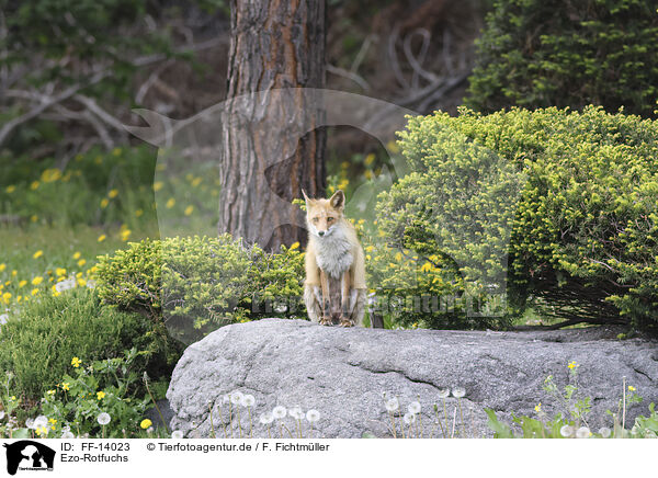 Ezo-Rotfuchs / FF-14023