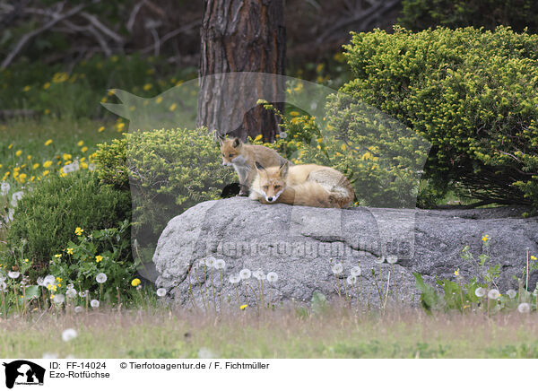 Ezo-Rotfchse / Ezo red foxes / FF-14024