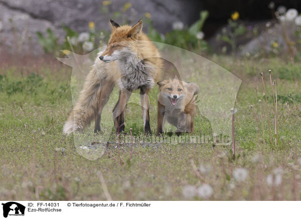 Ezo-Rotfchse / Ezo red foxes / FF-14031