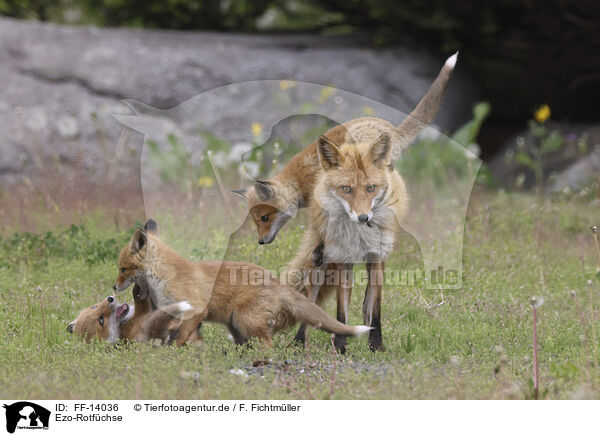 Ezo-Rotfchse / Ezo red foxes / FF-14036
