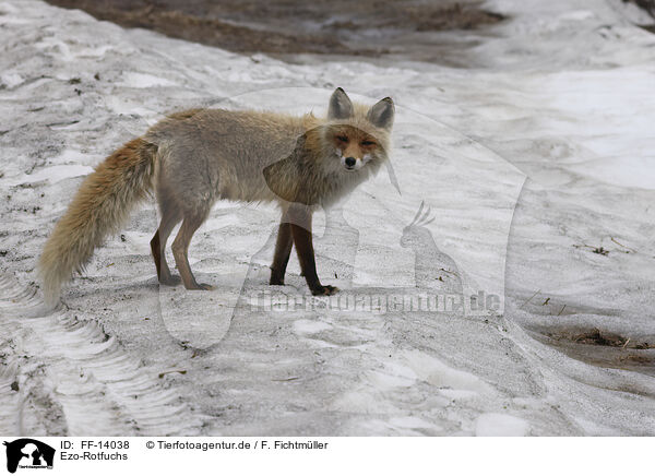 Ezo-Rotfuchs / Ezo red fox / FF-14038