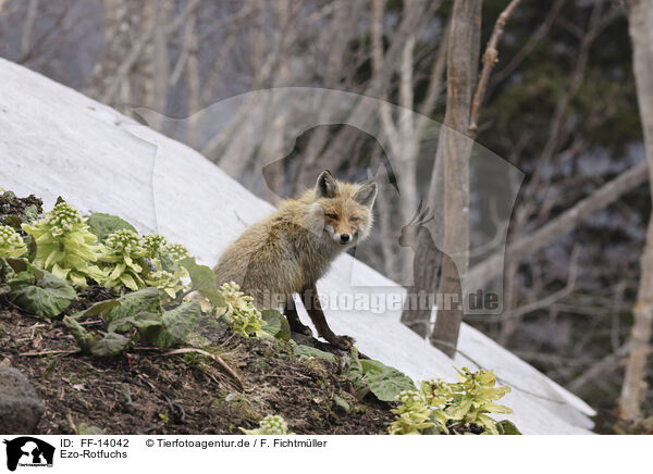 Ezo-Rotfuchs / Ezo red fox / FF-14042