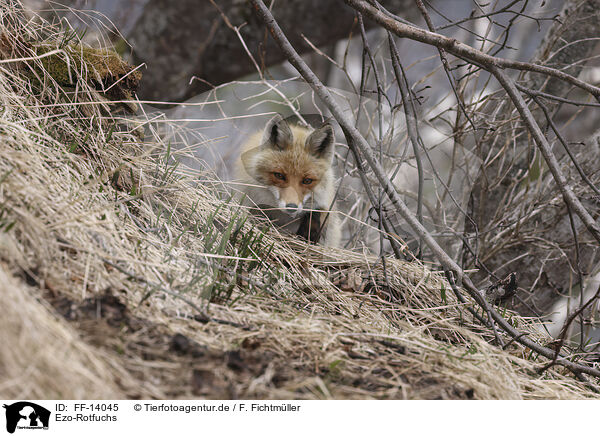 Ezo-Rotfuchs / Ezo red fox / FF-14045