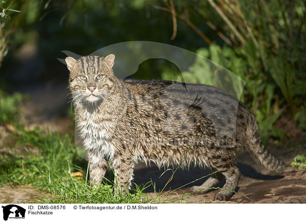 Fischkatze / fishing cat / DMS-08576