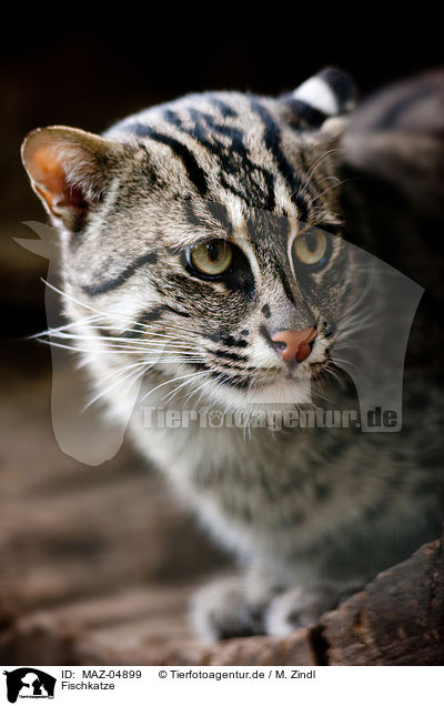 Fischkatze / fishing cat / MAZ-04899