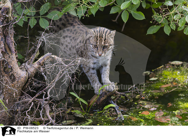 Fischkatze am Wasser / Fishing Cat at the water / PW-08523