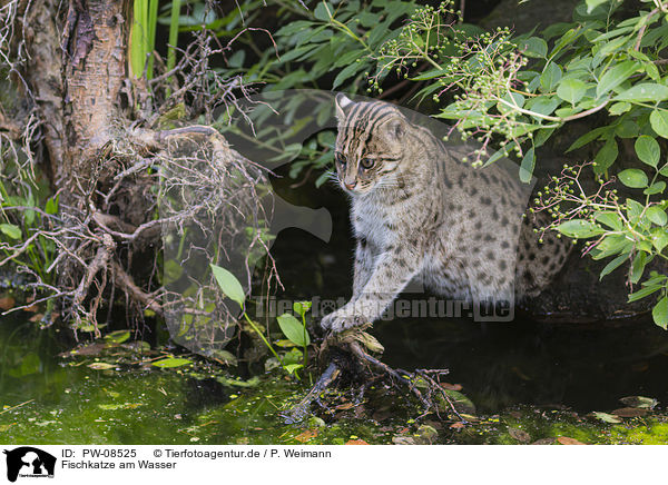 Fischkatze am Wasser / Fishing Cat at the water / PW-08525