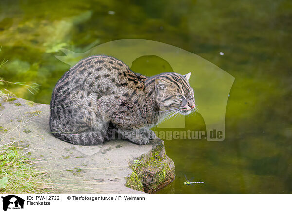 Fischkatze / fishing cat / PW-12722