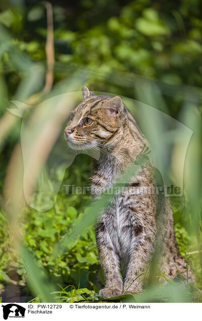 Fischkatze / fishing cat / PW-12729
