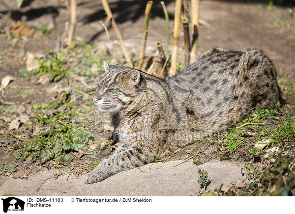 Fischkatze / fishing cat / DMS-11183