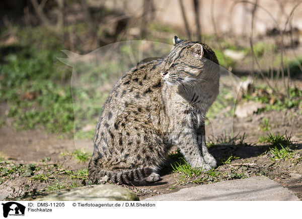 Fischkatze / fishing cat / DMS-11205