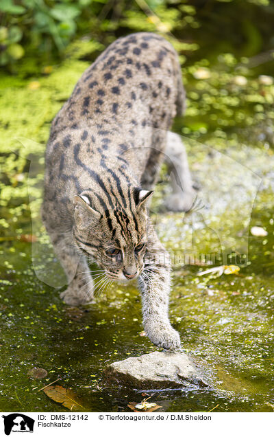 Fischkatze / fishing cat / DMS-12142