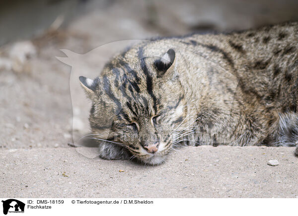 Fischkatze / fishing cat / DMS-18159