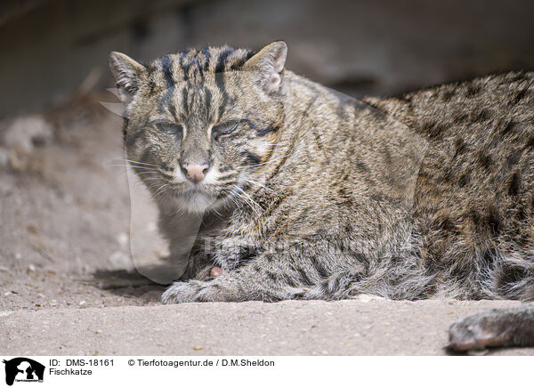 Fischkatze / fishing cat / DMS-18161