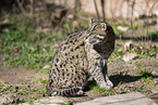 Fischkatze