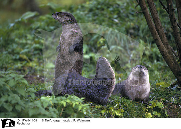 Fischotter / Otter / PW-01108