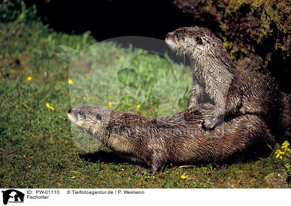 Fischotter / Otter / PW-01110