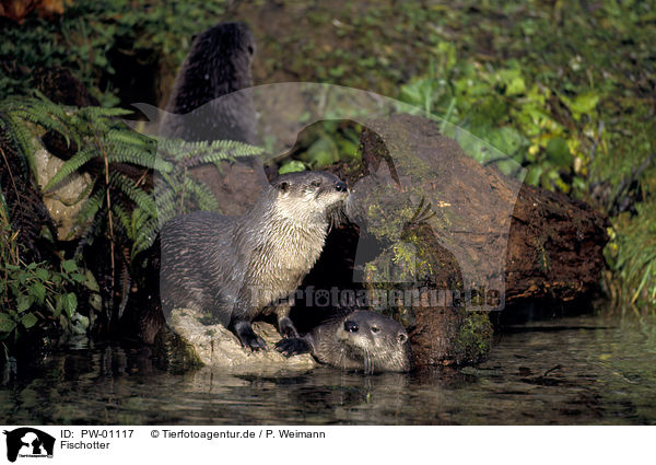 Fischotter / Otter / PW-01117