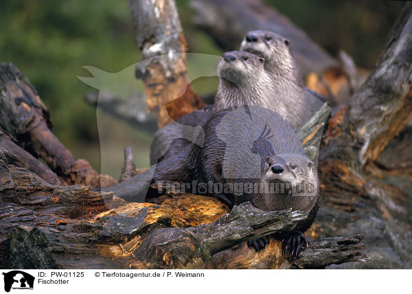 Fischotter / Otter / PW-01125