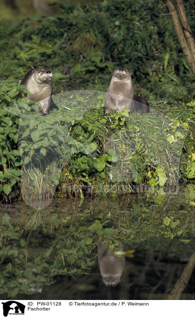 Fischotter / Otter / PW-01128