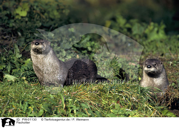 Fischotter / Otter / PW-01130