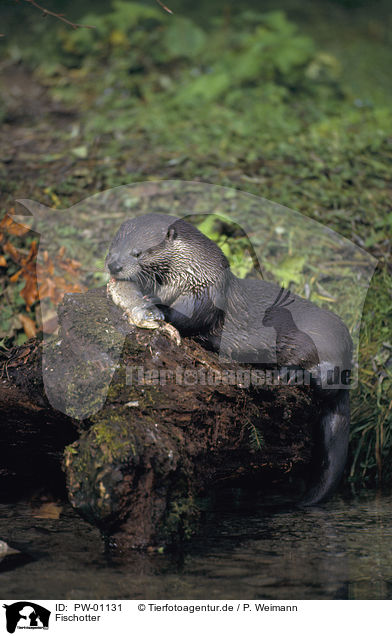 Fischotter / Otter / PW-01131
