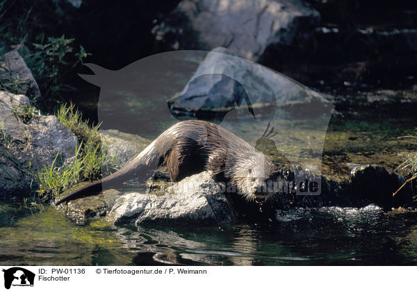 Fischotter / Otter / PW-01136