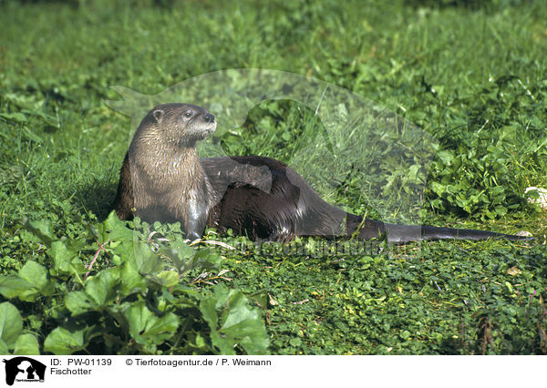 Fischotter / Otter / PW-01139