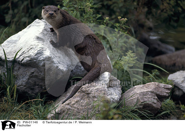 Fischotter / Otter / PW-01146