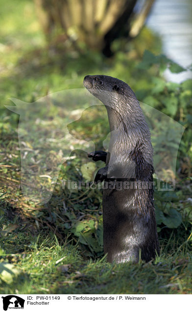 Fischotter / Otter / PW-01149